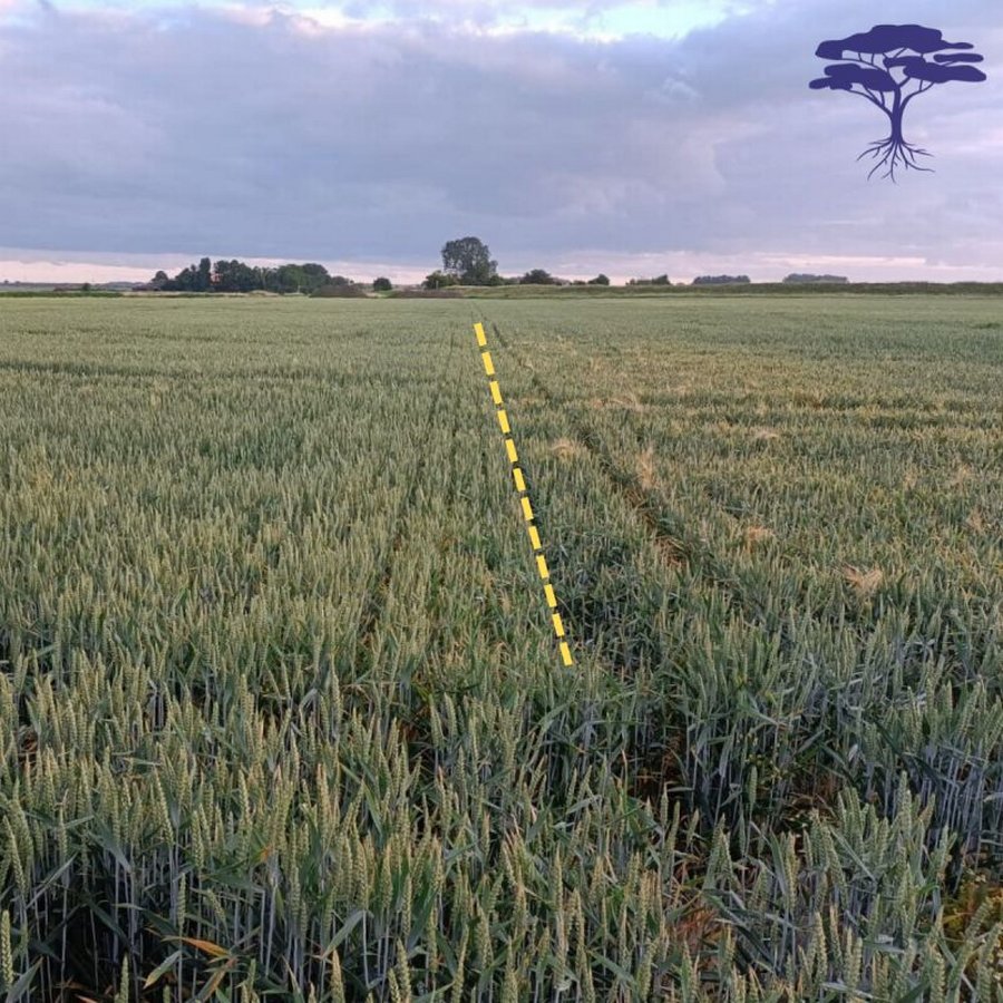 Project DeltaDrip succesvol voor Zeeuwse agrariërs! -  Acacia Water