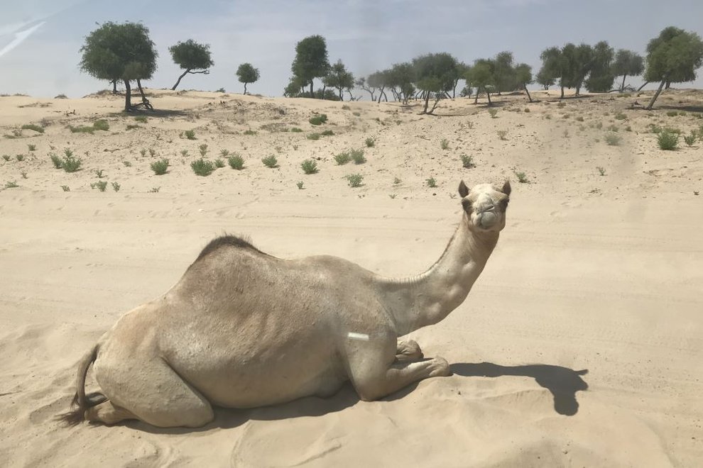 Ondergrondse opslag van drinkwater in Oman