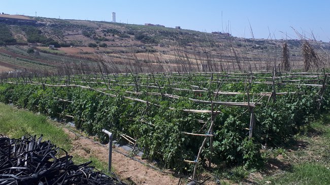 Status van watervoorraden en kansen voor de landbouwsector in Algerije, Marokko en Tunesië -  Acacia Water