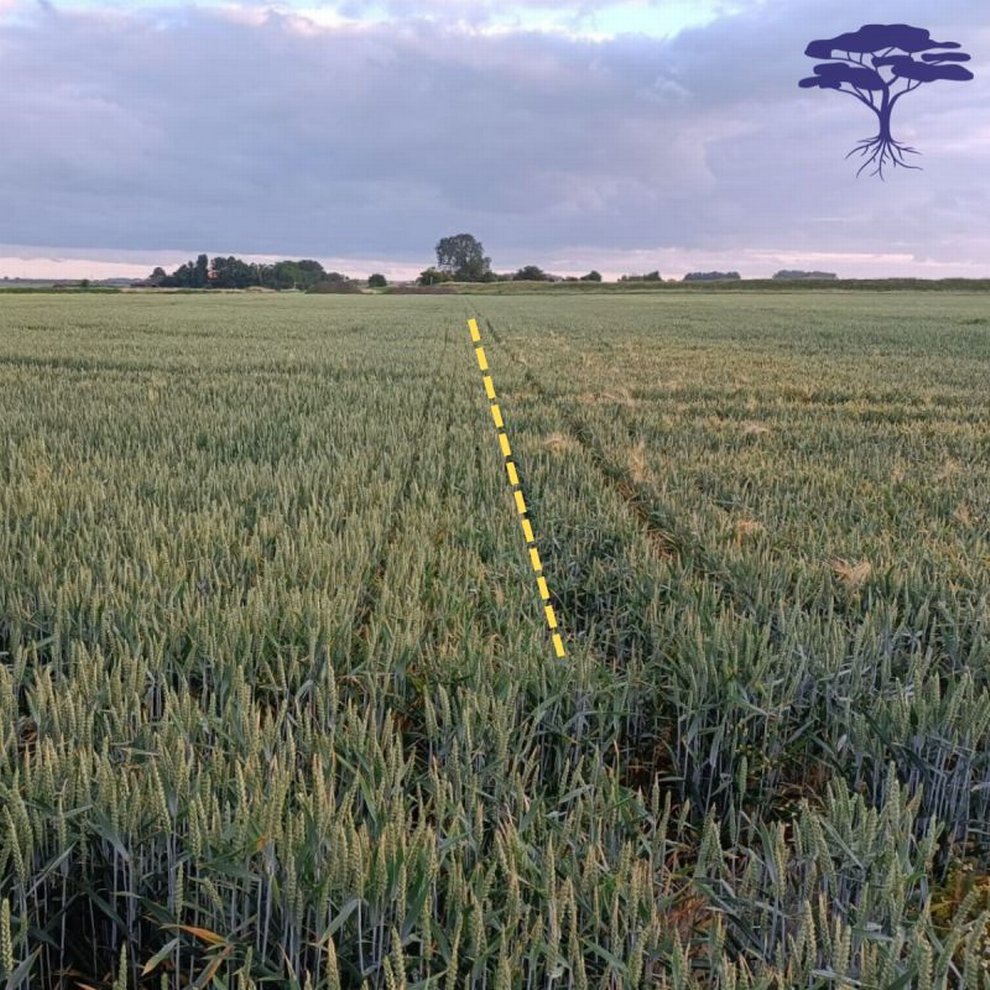 Project DeltaDrip succesvol voor Zeeuwse agrariërs!